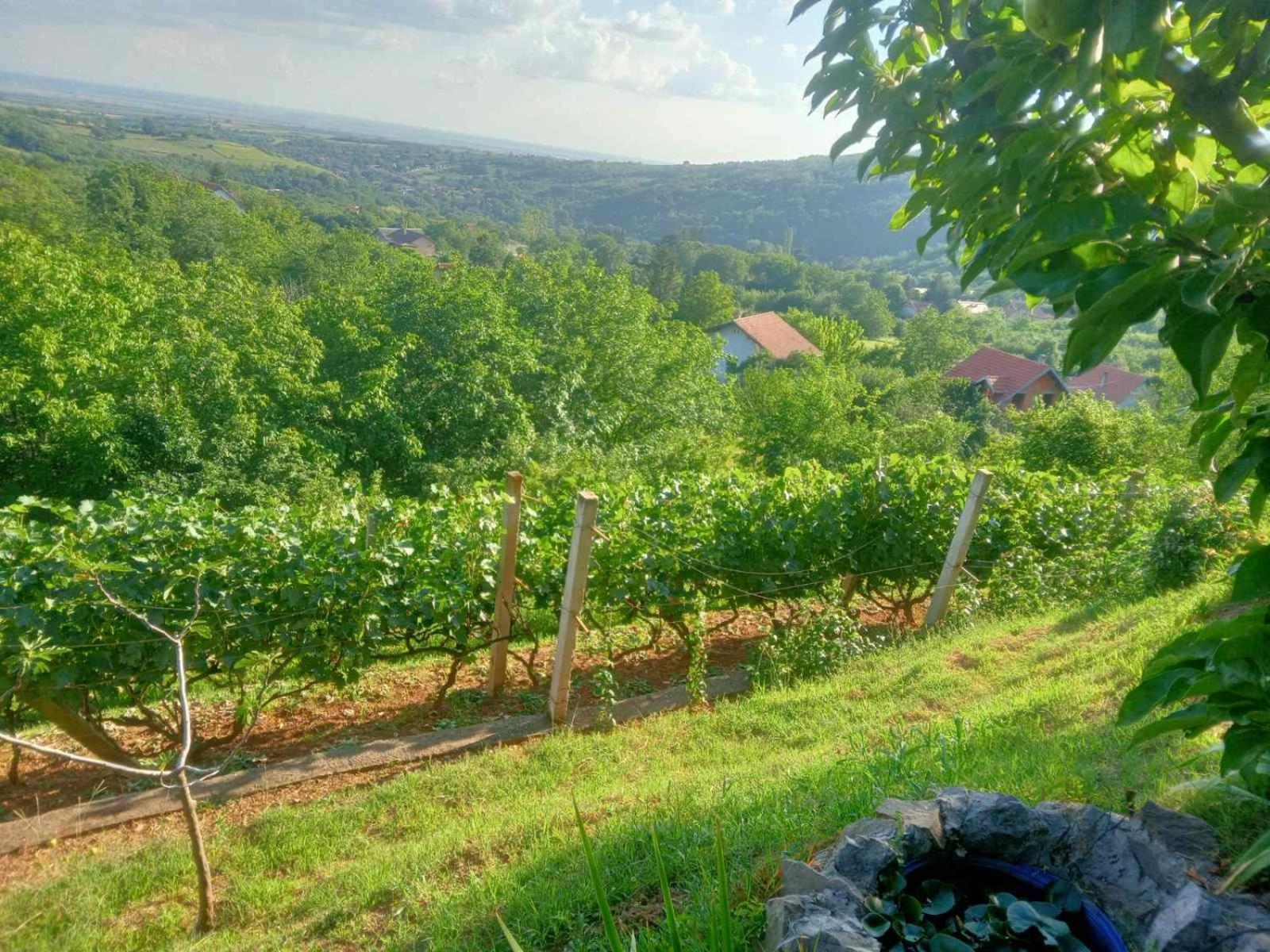 Apartment Noletov Vidikovac Vrdnik Esterno foto